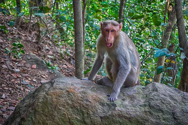 Macaques Indiens Saison Sèche Illustration Une Femelle Arboricole — Photo