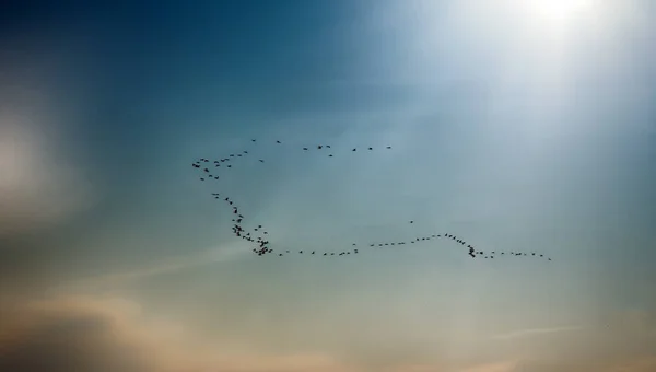 Joyous time of spring. Birds arrive from mysterious far-off lands (paradise, heaven). Flocks of birds (skein) on background of dawn sky. Bird migration, dispersal movements, migrating populations