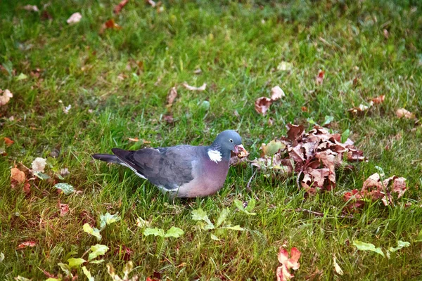 Houtduif Columba Palumbus Palumbus Palumbus Die Zich Voedt Met Eiken — Stockfoto