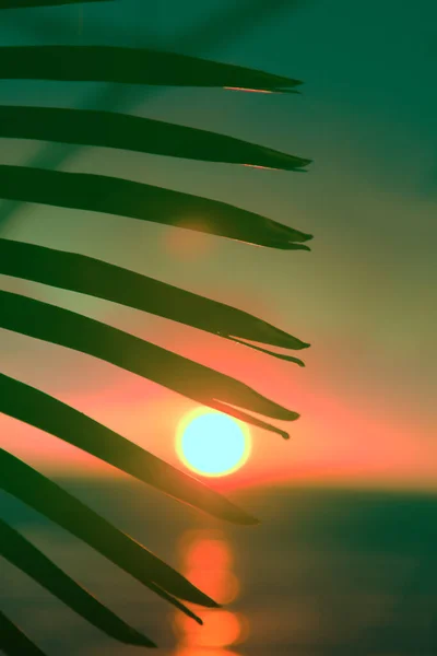 Promise Heavenly Rest Sunset Leaves Palm Trees Indian Ocean Tropical — Stock Photo, Image