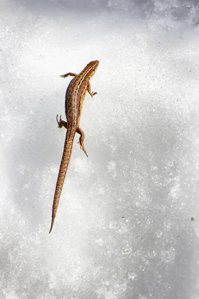 Enceinte Vivipare Lézard Réveille Traverse Surface Enneigée — Photo