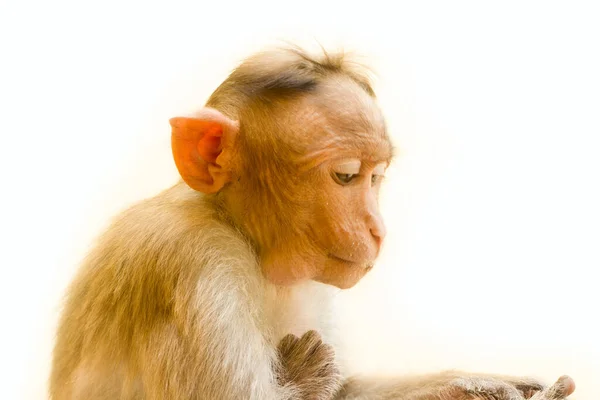 Indiase Makaken Lat Macaca Radiata Wilde Dieren Primaten Een Witte — Stockfoto