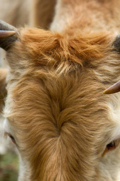 Φωτεινή Αγελάδα Ανοικτό Βοσκοτόπι Κέρατα Closeup — Φωτογραφία Αρχείου