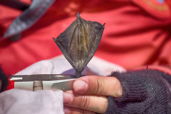 Tudomány Szabadföldi Kutatás Madárjelölési Módszerek Ornitológus Gyűrűs Kittiwake Csatolja Láb — Stock Fotó