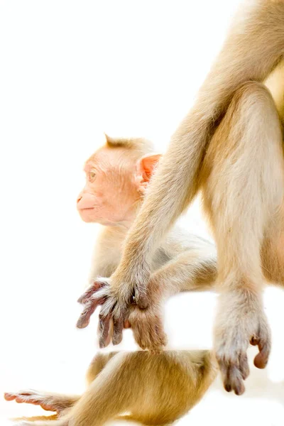 Indiase Makaken Resusaap Macaca Mulatto Ouderlijke Zorg Genegenheid Aap Houdt — Stockfoto