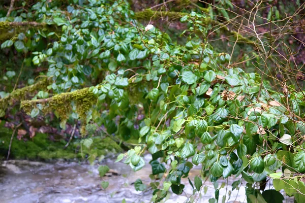 Subtropen Winter Gebirgsbach Mit Grüner Brücke Der Trieb Erfolgt Durch — Stockfoto