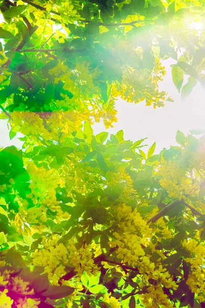 Tavasz Háttér Zöld Virágzó Sárga Virágok Napon — Stock Fotó