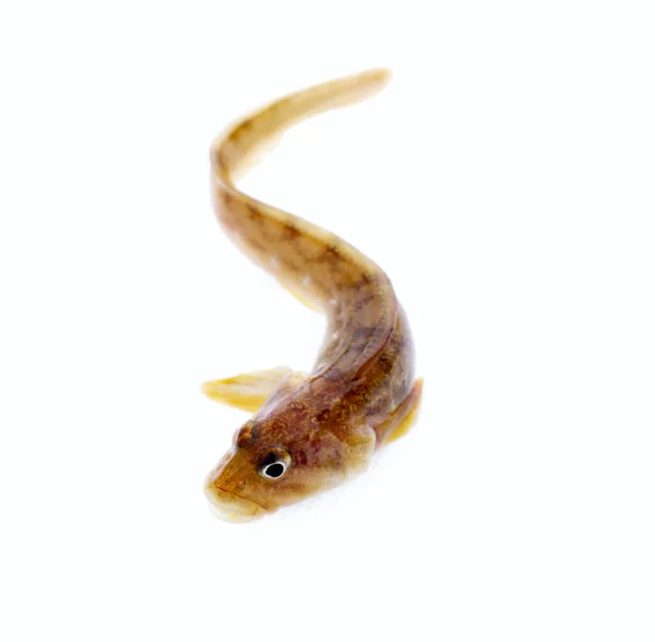 Fish Wriggles White Background Very Attractive Animal Different Poses — Stock Photo, Image