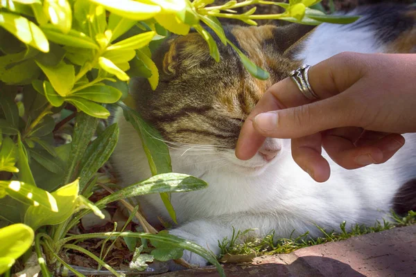 Feliz Gato Acariciado Entre Verde Bajo Caliente Sol — Foto de Stock