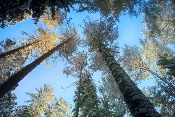 Téli Erdőben Napsugarakkal Szépség Hideg Időjárás — Stock Fotó