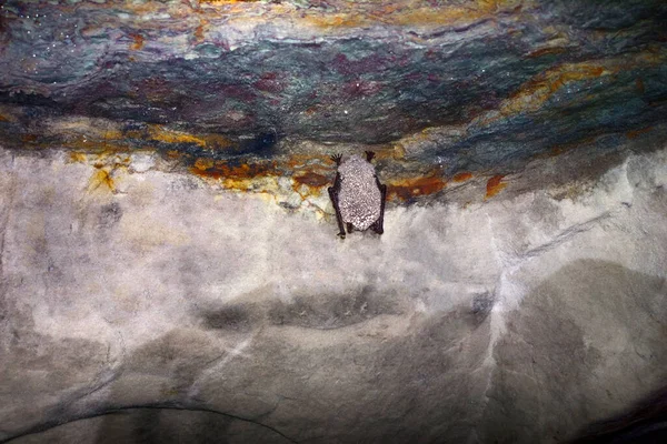 Daubentonův Netopýr Myotis Daubentoni Vodní Netopýr Hibernovat Důlním Tunelu Nad — Stock fotografie