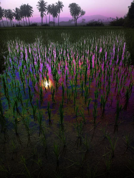 Reisfelder Abendlicht Des Sonnenuntergangs Landwirtschaft Südostasien — Stockfoto