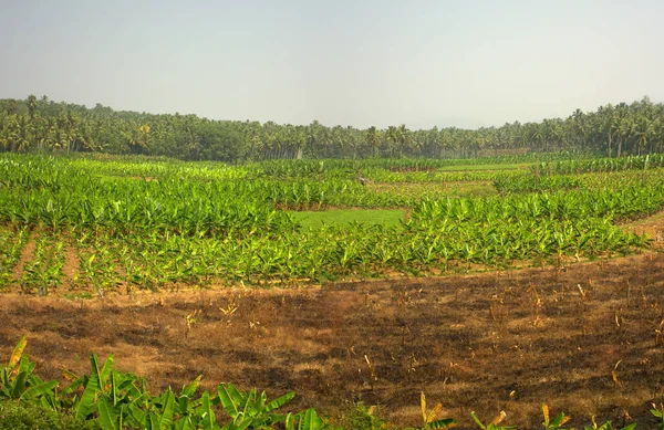 Asian tropical agricultural region of gardens of jungle and instead of jungle