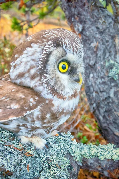 Träande Porträtt Boreal Uggla Tengmalm Owl Aegolius Funereus Karakteristisk Interiör — Stockfoto