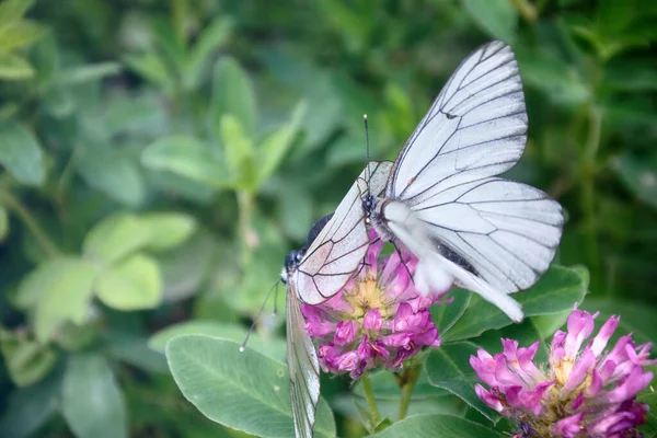 Motyle Czas Zapału Miłości Zachowanie Godowe Motyl Kopulacyjny Biały Czarny — Zdjęcie stockowe