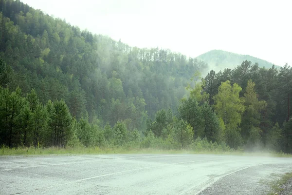 Evergreen Forest Overview Tops Tall Green Trees Dense Fog Rolling — Stock Photo, Image