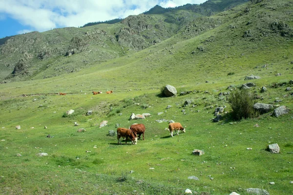 Altai Dağlarında Inekler Otluyor Çiftlik Hayvanları Sürüsü — Stok fotoğraf