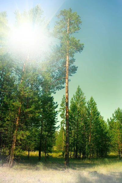 Fylld Med Sol Den Södra Tallskogen Sommargröna Skogsområden — Stockfoto