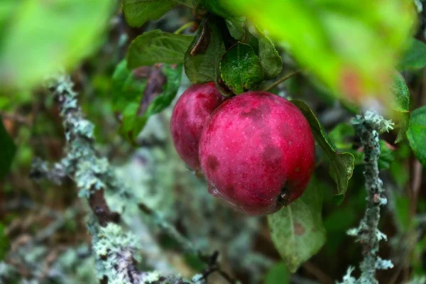 Кинув Ять Шість Років Тому Сад Яблук Більшість Екологічно Здорових — стокове фото