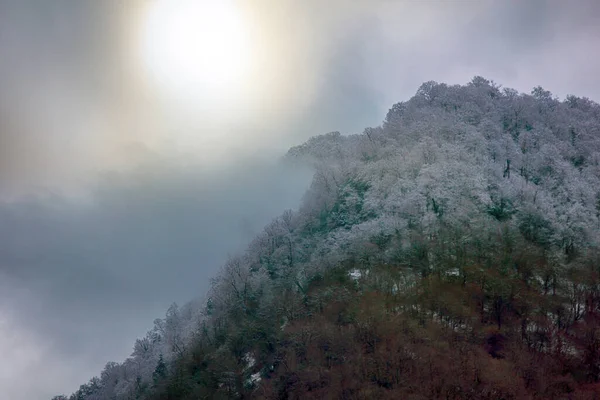 Subtropical deciduous forests during cold weather and snowfall (visible boundary of influence of warm waters of sea), cloud forest, hoarfrost formation, snow build-up. Colchis. Black sea