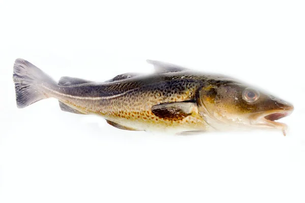 Fishing Sculpin Sea Summer — Stock Photo, Image