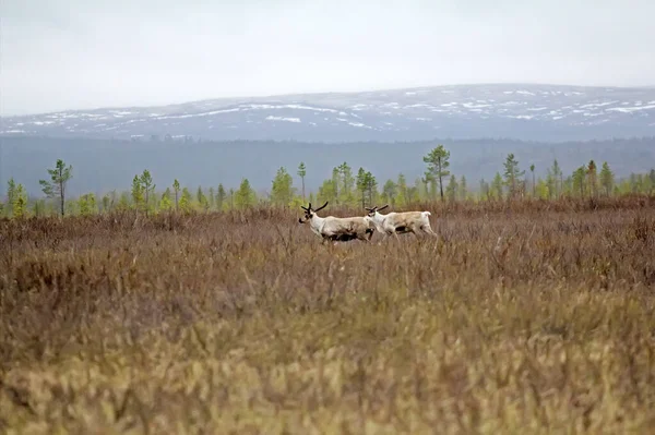 Ευρωπαϊκός Τάρανδος Rangifer Tarandus Ελάφι Ταύρος Και Υψηλός Βάλτος Lapland — Φωτογραφία Αρχείου