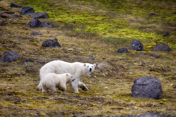 Polar Bears Franz Joseph Land Female Funny Plump Cub Island — Stock Photo, Image