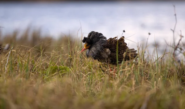 Een Dappere Armoedzaaier Paringsgedrag Van Kraaien Philomachus Pugna Lek Mannetjes — Stockfoto