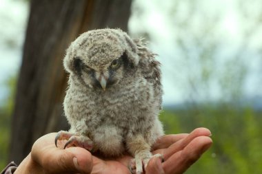 Baykuş ormanda palmiyeye oturur.