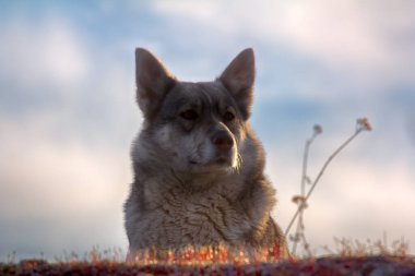 Doğu Sibirya Laika (ilgili cins husky))