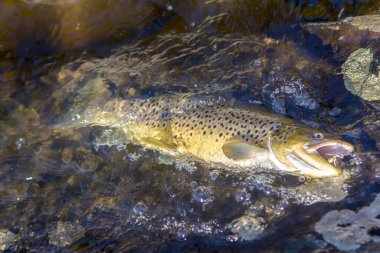 Sonbahar Gölü 'nden lüks balık avı kupası. Trolleme sırasında erkek somon (kahverengi alabalık) üreme renginde.