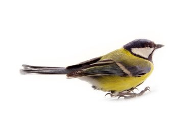 Great tit (Parus major) male in profile. Amazing variety and brightness of color such familiar birds. Feeding birds in winter. Isolated on white background
