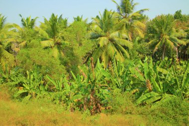 Hindistan cevizi palmiyesi 1 iyi korunmuş. Göz bahçesinden memnun oldum. Geçen arabanın görüntüsü
