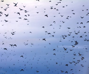 Bütün gökyüzü kuşlarla kaplı. Uçan kalın gagalı murre