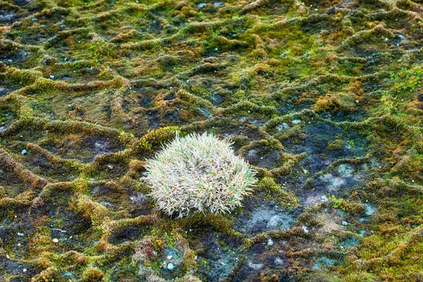 科学生態学 世界で最も北の植物 メッシュ植生 微細構造メッシュ多角形基質上 フィリピンのアルギダの塊 南極の多角形の砂漠の土地フランスジョセフ — ストック写真