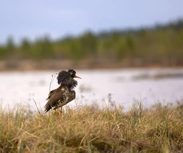 Paarungsverhalten Männliche Halskrause Ist Einem Zustand Der Eigenwerbung Vögel Entfalten — Stockfoto