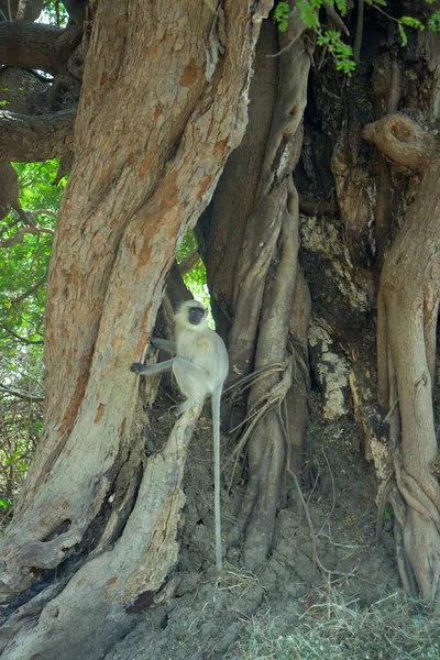 Hanuman Langur Presbytis Entellus Sacred Longtail Monkey India Animals Butt — 스톡 사진