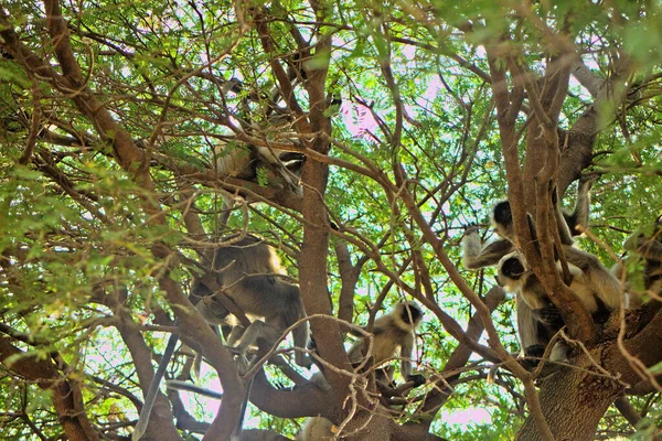 Flying soldiers of monkey God Hanuman 1. Bunch of monkeys (entellus langur, hanuman langur, Presbytis entellus) got the branchy tree