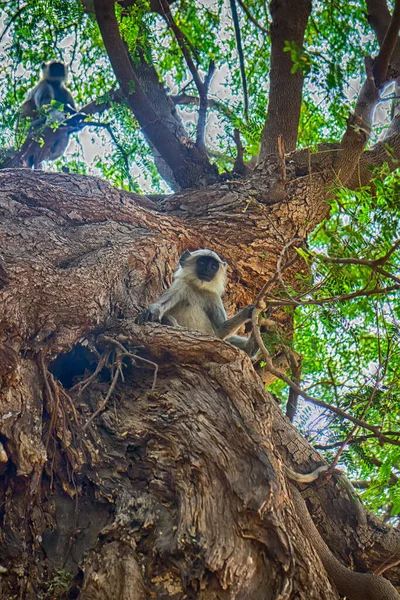 Flying soldiers of monkey God Hanuman 1. Bunch of monkeys (entellus langur, hanuman langur, Presbytis entellus) got the branchy tree