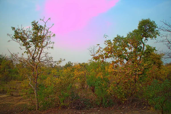 Περιοχή Στην Περιοχή Nagpur Maharashtra Στην Ινδία Ξηροί Πρόποδες Θάμνους — Φωτογραφία Αρχείου