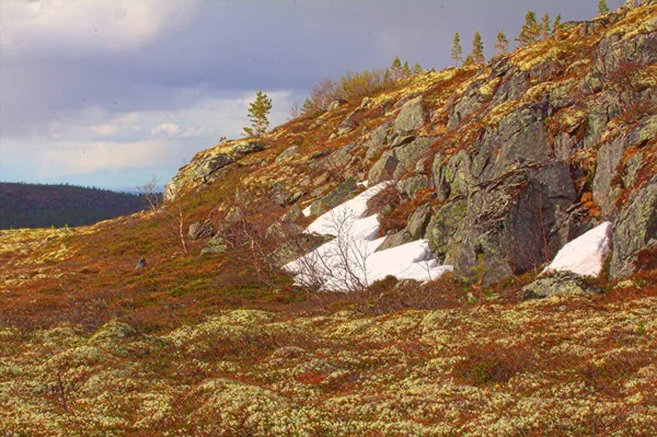 Tundra Górska Las Dnie Wspaniałego Krajobrazu Polarnego — Zdjęcie stockowe