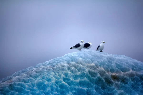 Duro Fascino Dell Artico Kittiwakes Tarrock Rissa Tridactyla Seduto Sulla — Foto Stock