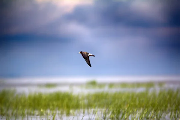 Seeschwalbe Chlidonias Nigra Jung Sammelt Nahrung Überschwemmungsgebieten Und Sumpfgebieten Vorherrschend — Stockfoto