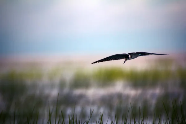 Tern Preto Chlidonias Nigra Jovem Reúne Alimentos Planícies Inundação Pântanos — Fotografia de Stock