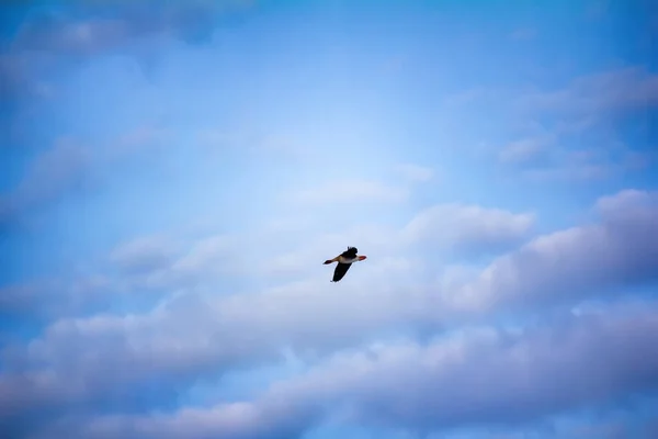 Die Waldbohnengans Anser Fabalis Fabalis Fliegt Vor Sommerblauem Himmel Wolken — Stockfoto