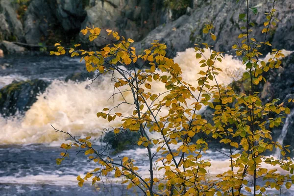 Herbst Gelbe Blätter Wasserfall Hintergrund — Stockfoto