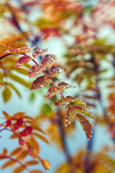 北秋湖水和森林背景上覆盖着大量露珠的山灰红叶 — 图库照片
