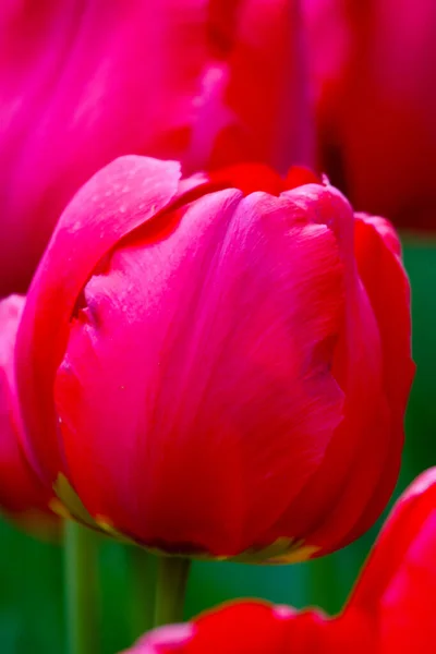 Close Colourful Variety Flowers Beauty Summer Day Tulips Korniforus — Stock Photo, Image