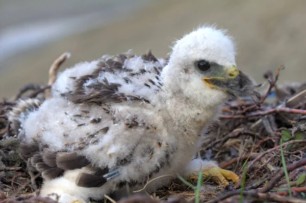 Rough Legged Buzzard Chick Nest Novaya Zemlya Archipelago — Stock Photo, Image