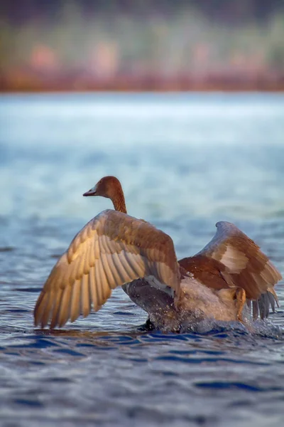 Whooper Swan Váží Kilogramů Velmi Obtížné Vzlétnout Vody Běh Desítky — Stock fotografie